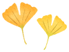 ginkgo-leaves-500x373.png