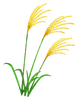 japanese-pampas-grass.png