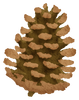 pinecone.png